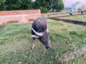Young Buffalo