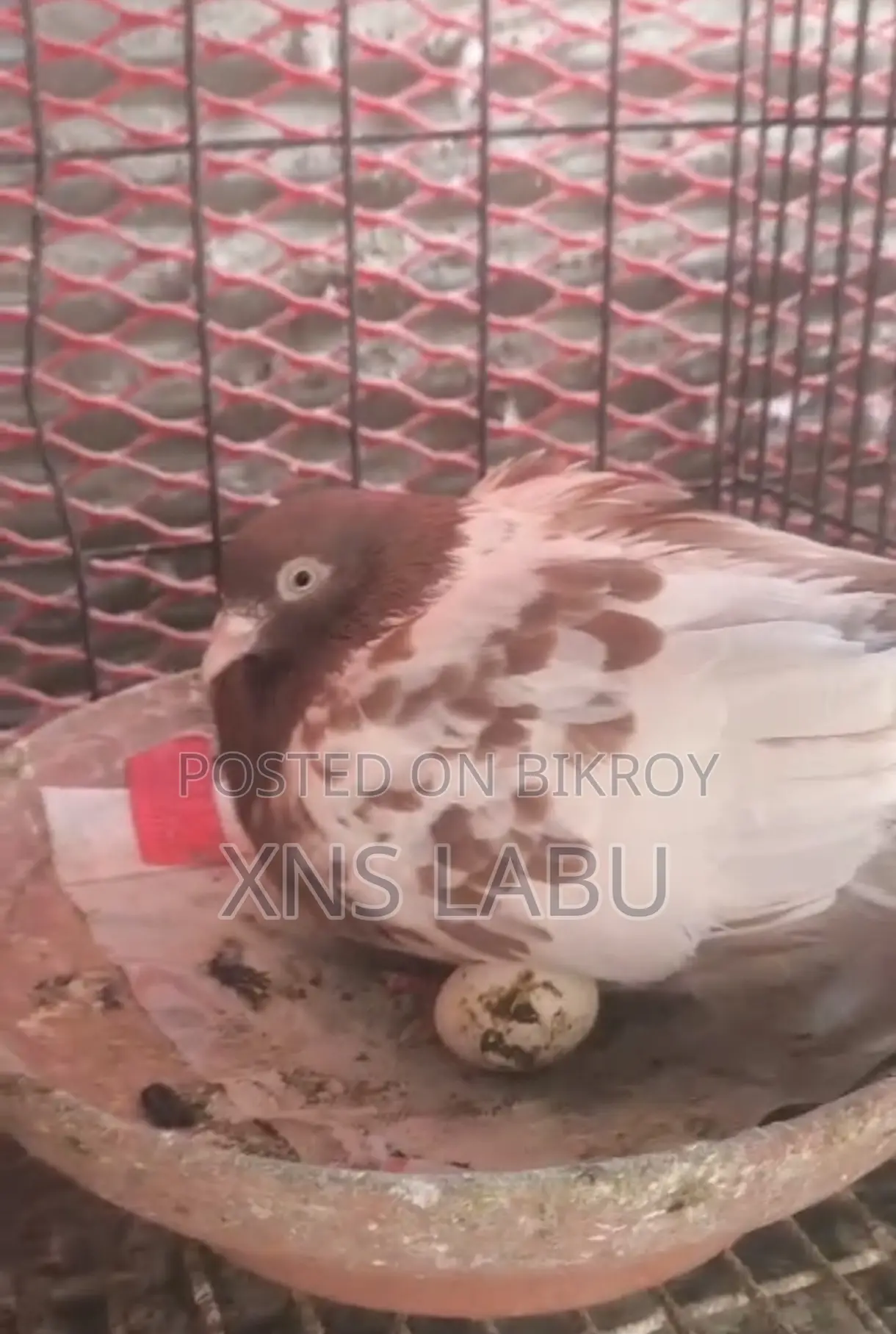 কবুতর সেল