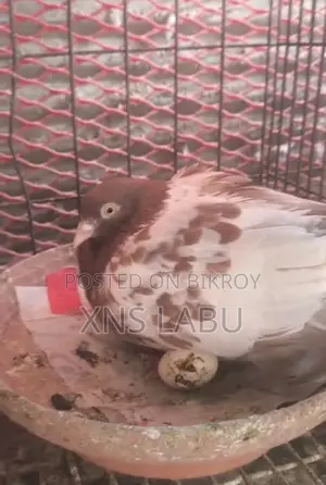 কবুতর সেল