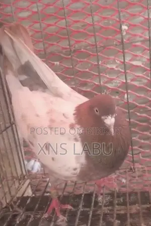 কবুতর সেল