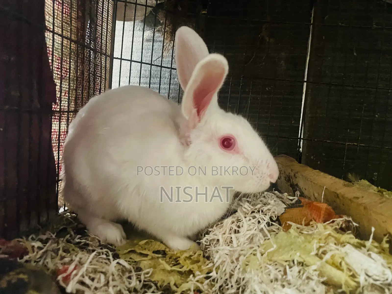 Adult Female Rabbit