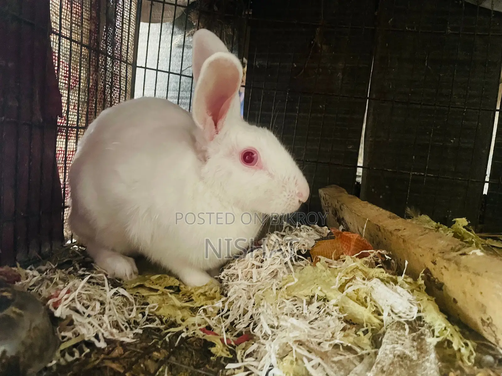 Adult Female Rabbit