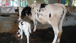Buy a high-quality dairy cow for farming (ID: 994)