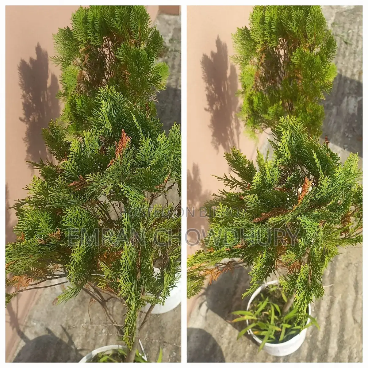 Thuja / Fern Plant