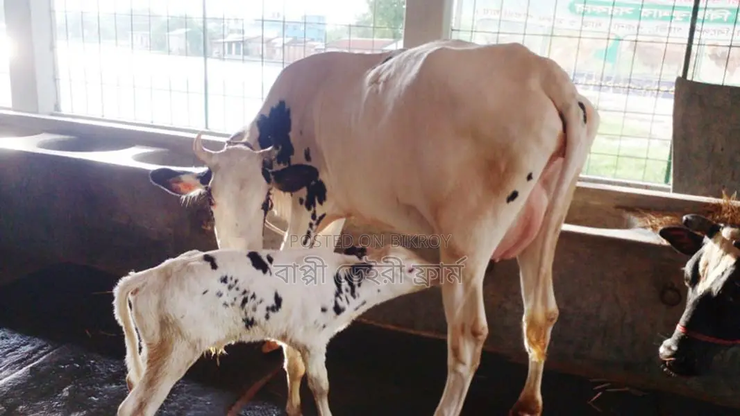High-Quality Friesian Cow for Sale (ID: 993).