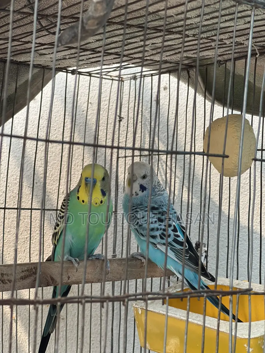 ১ জোড়া বাজিগর
