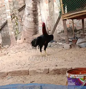 আসিন বা সরালি মুরুগ