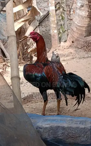 আসিন বা সরালি মুরুগ
