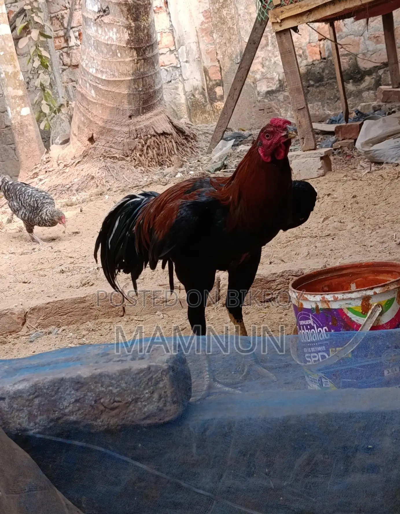 আসিন বা সরালি মুরুগ
