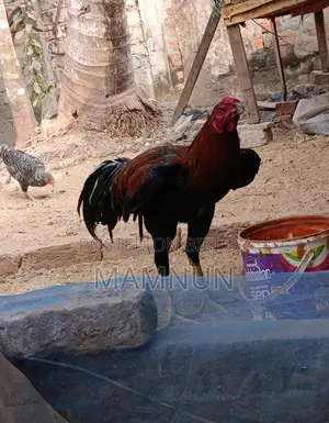 আসিন বা সরালি মুরুগ