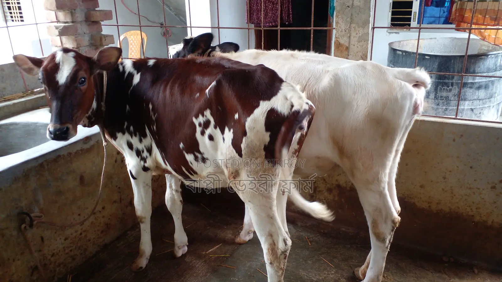৯৯৫ উন্নত জাতের ভালো ২ টি বকনা বিক্রি ।