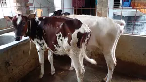 ৯৯৫ উন্নত জাতের ভালো ২ টি বকনা বিক্রি ।