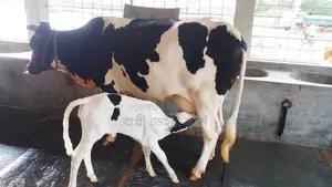 ৯৯২ পোষার জন্য নিঃসন্ধেহে গাভী কিনুন ।