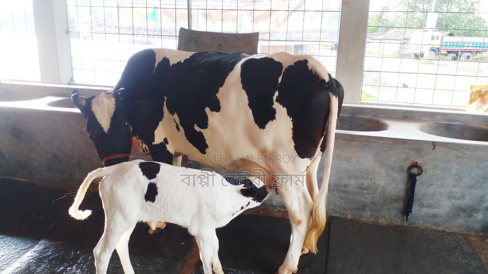 ৯৯২ পোষার জন্য নিঃসন্ধেহে গাভী কিনুন ।