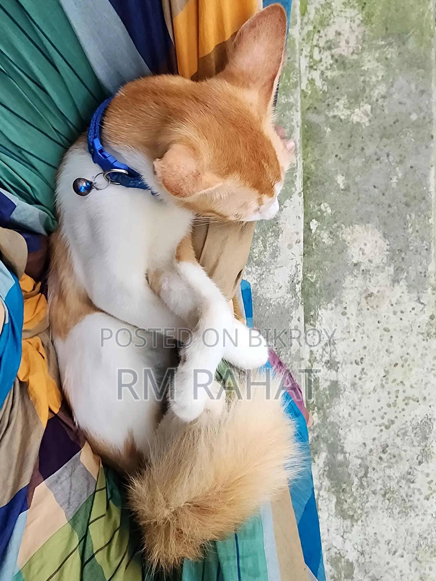 বিড়ালটা দত্তক নিন