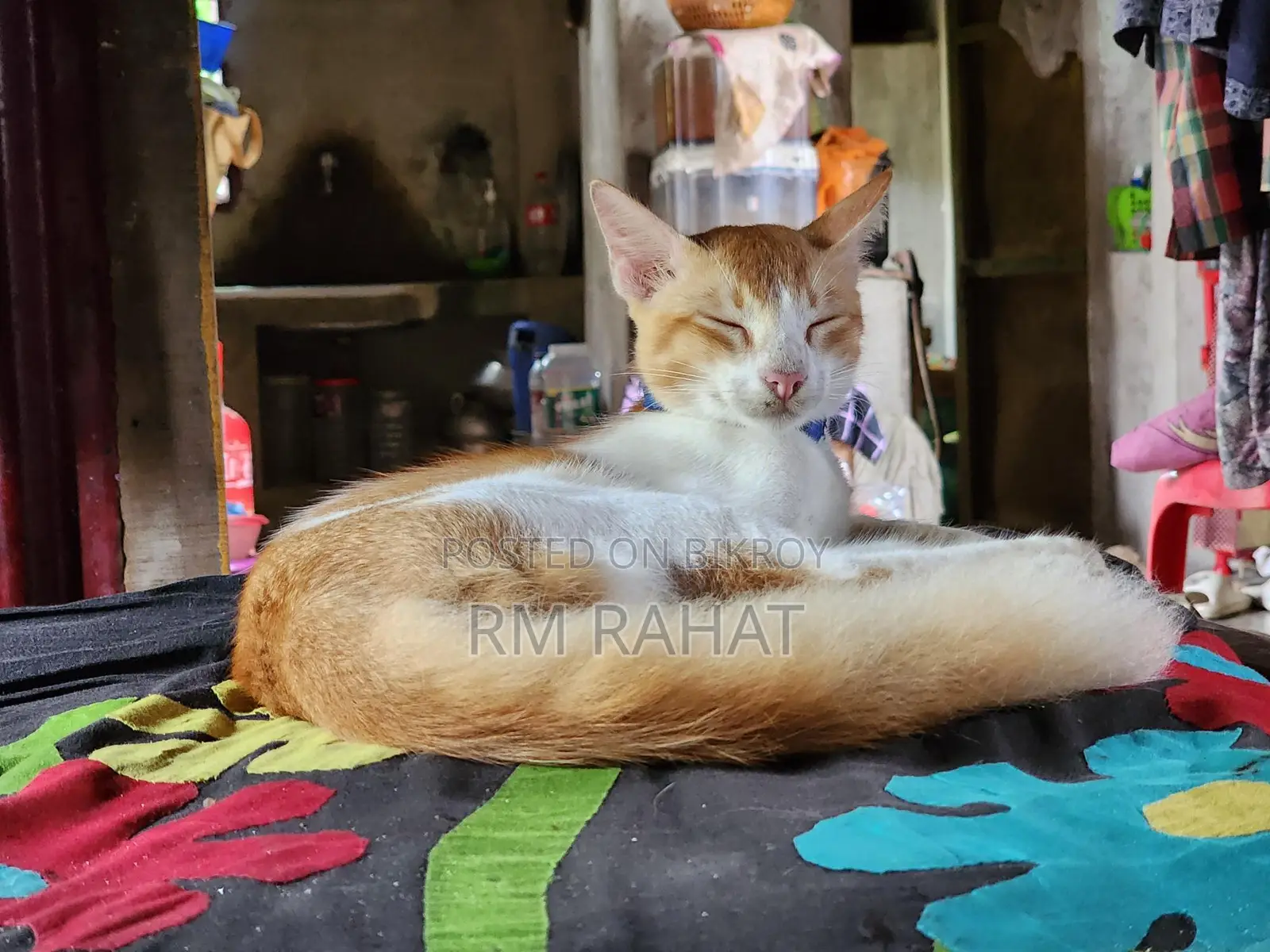 বিড়ালটা দত্তক নিন