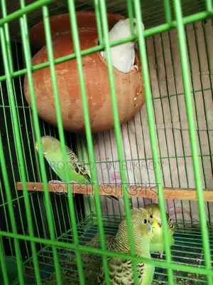 বাজিগর পাখি