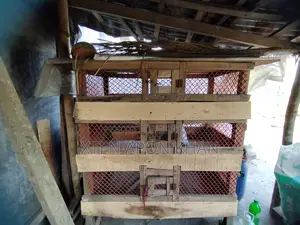 মুরগি খাঁচা