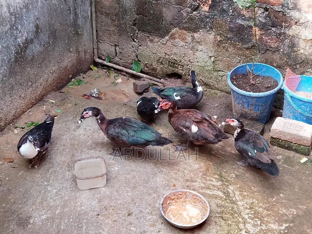 Chinese Ducks