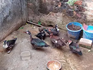 Chinese Ducks