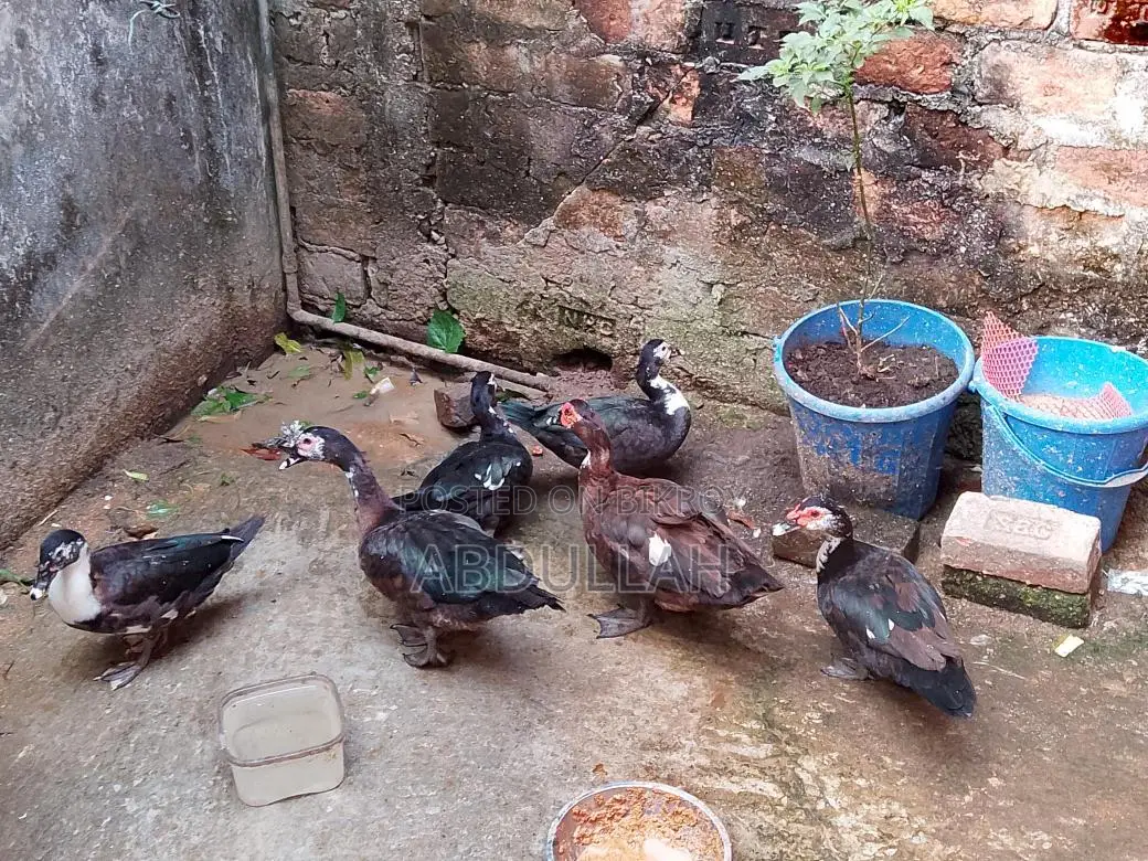 Chinese Ducks