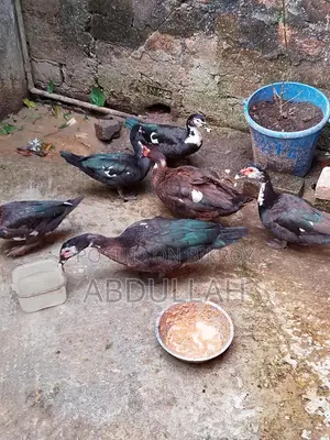 Chinese Ducks