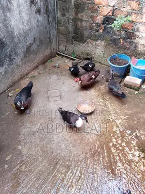 Chinese Ducks