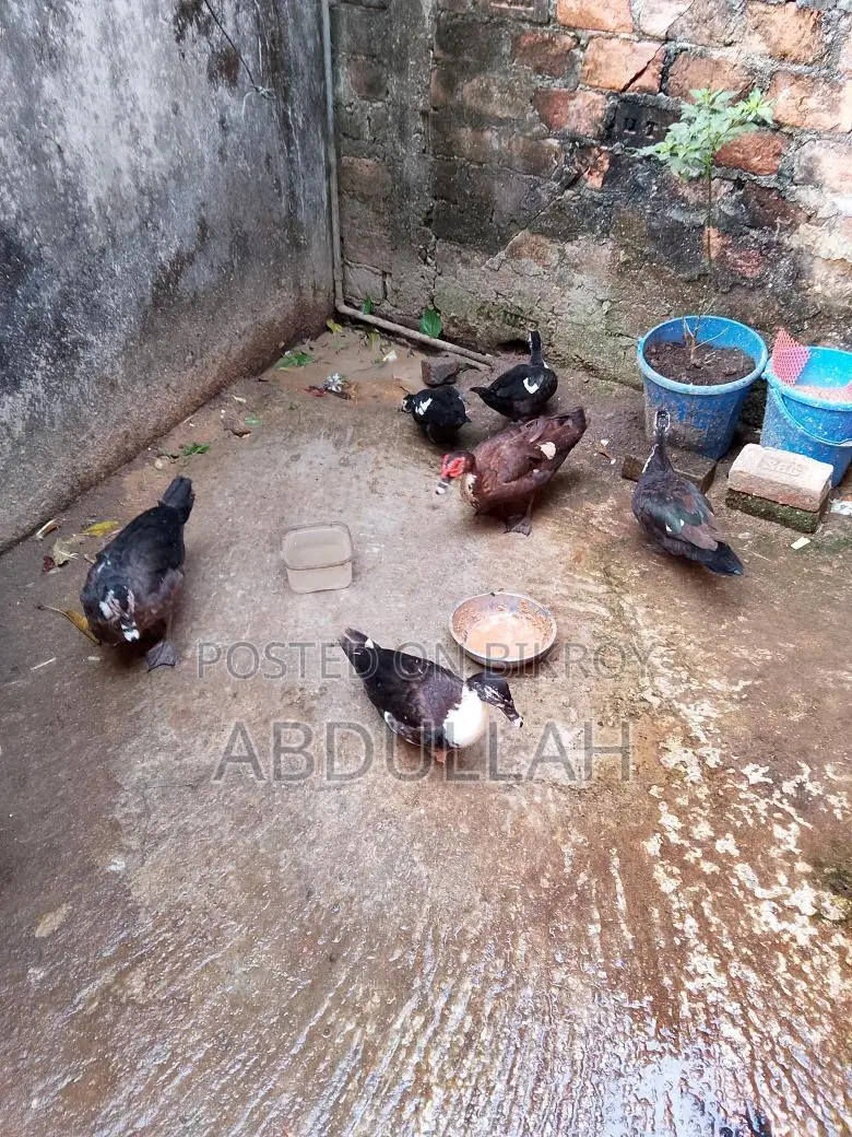 Chinese Ducks
