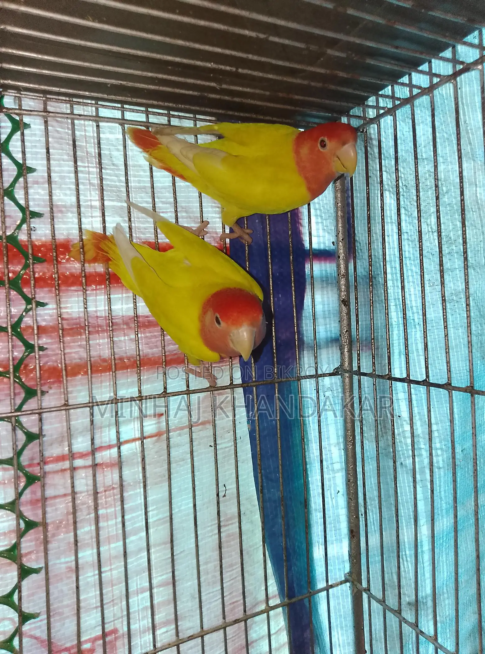 Lutino Lovebirds
