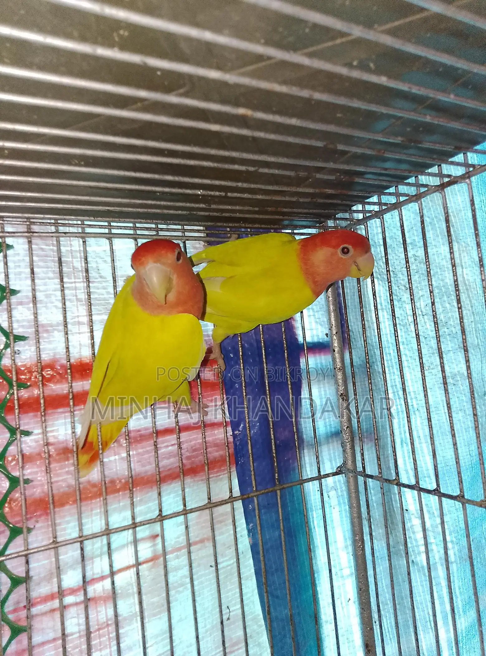 Lutino Lovebirds