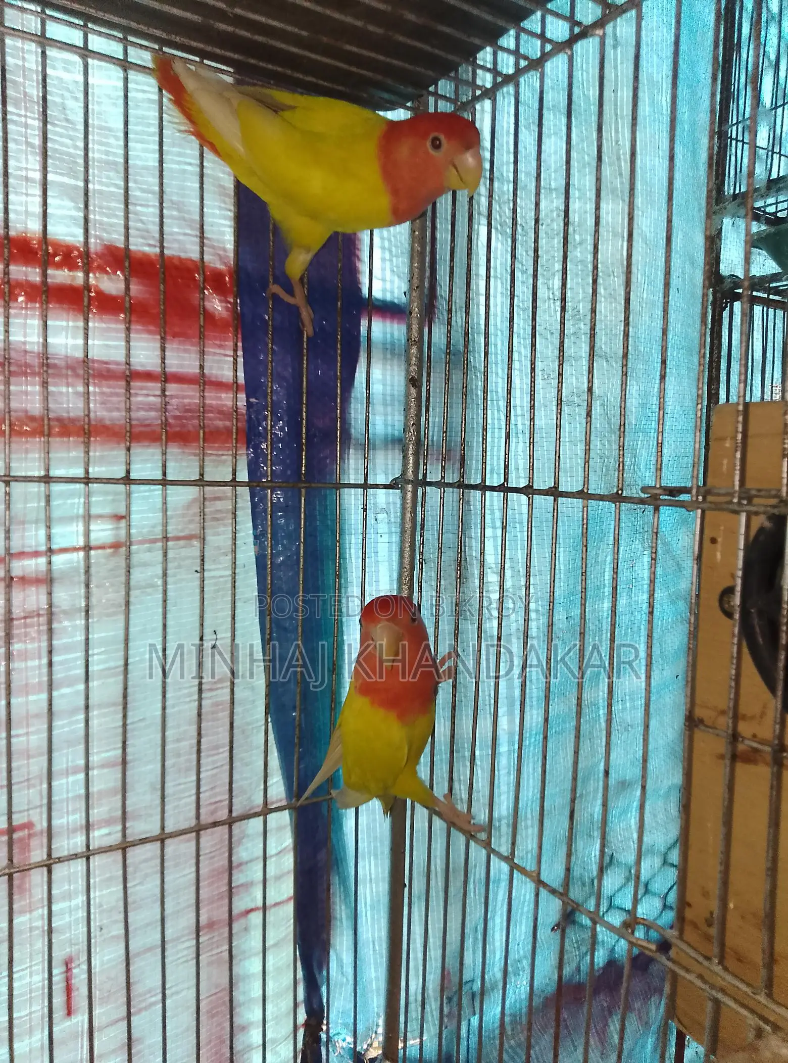 Lutino Lovebirds