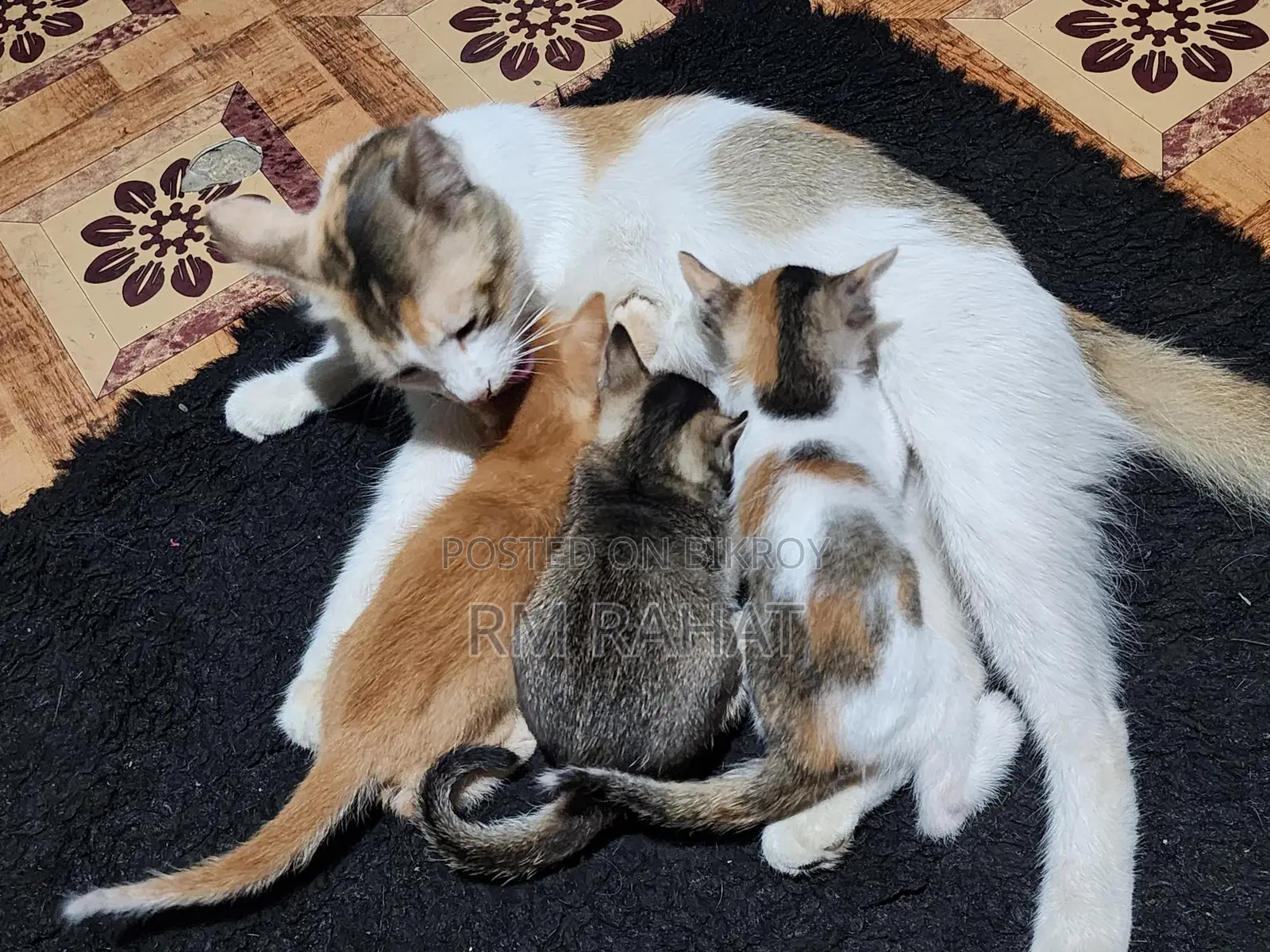 Cat Adoption