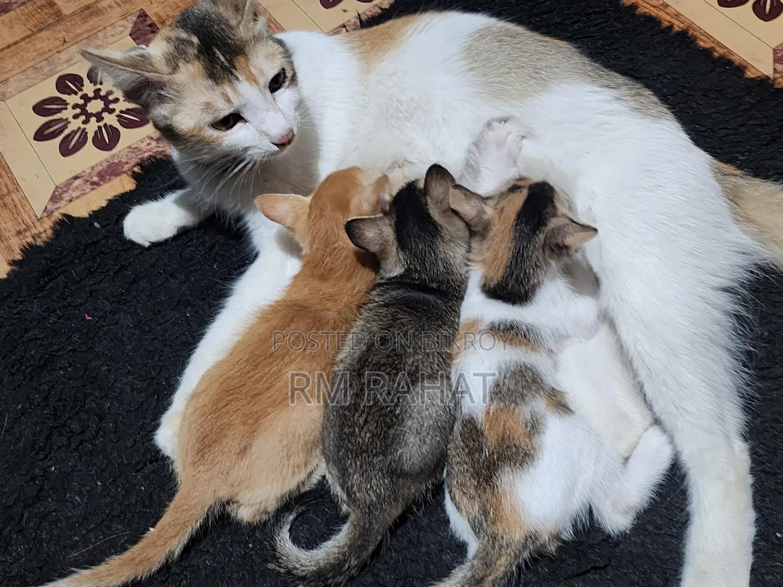 Cat Adoption