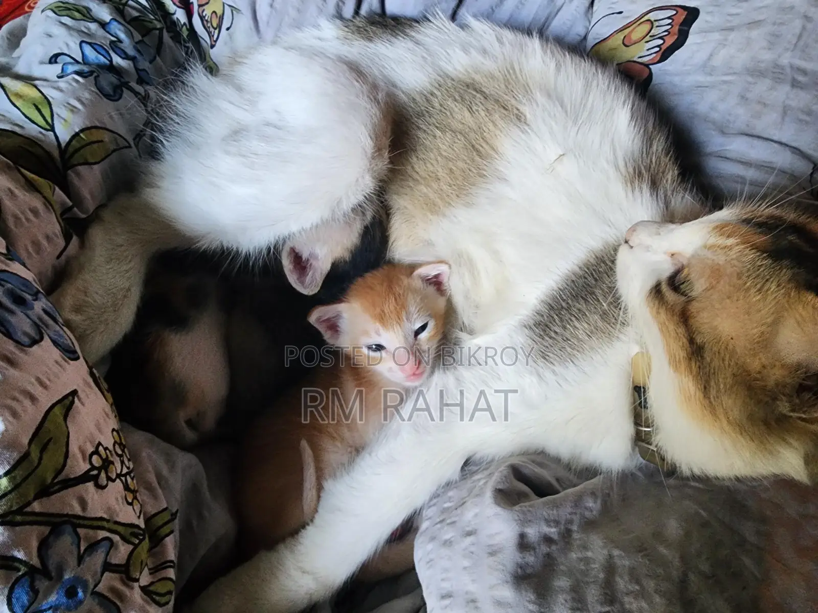Cat Adoption