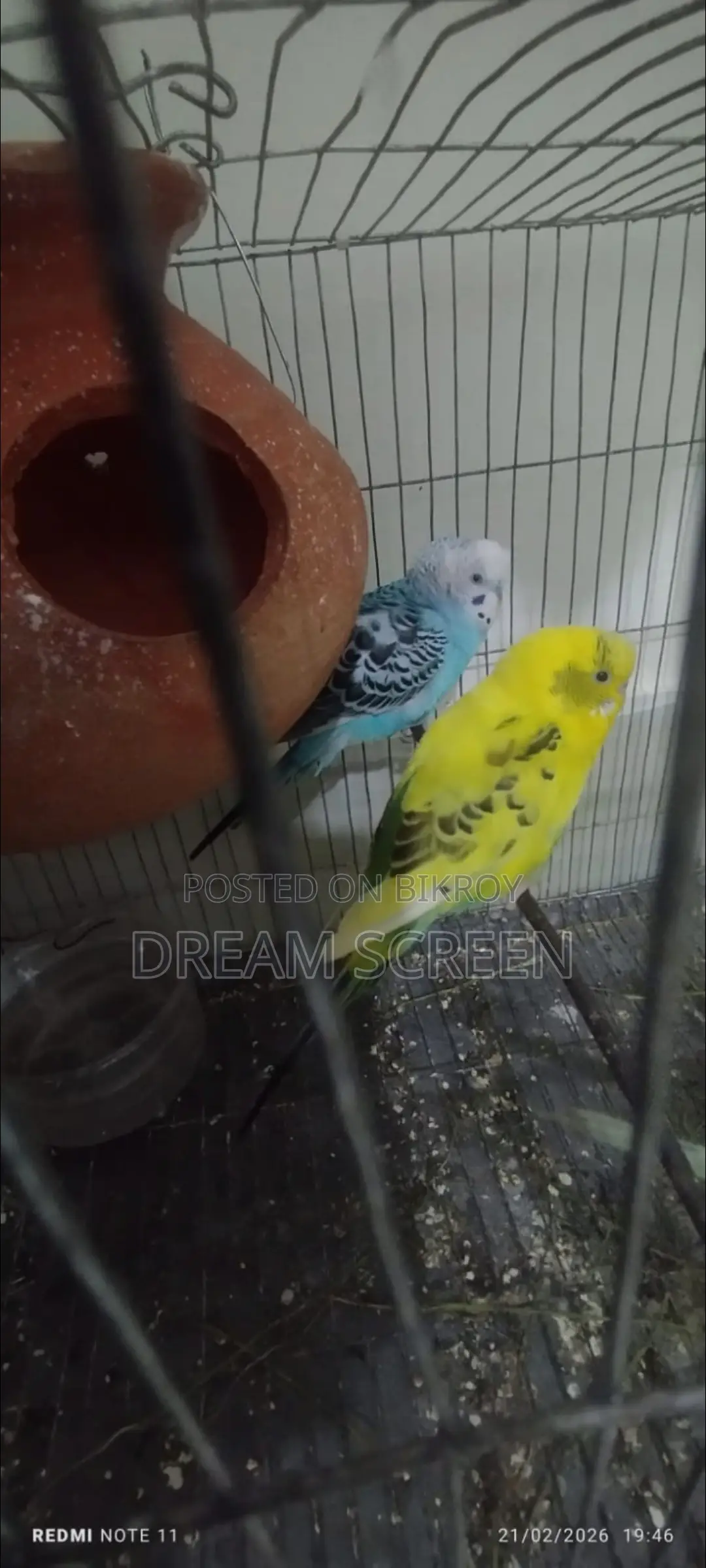 Tame Bird