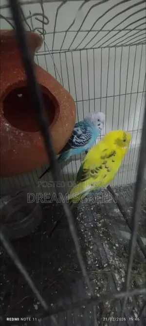 Tame Bird