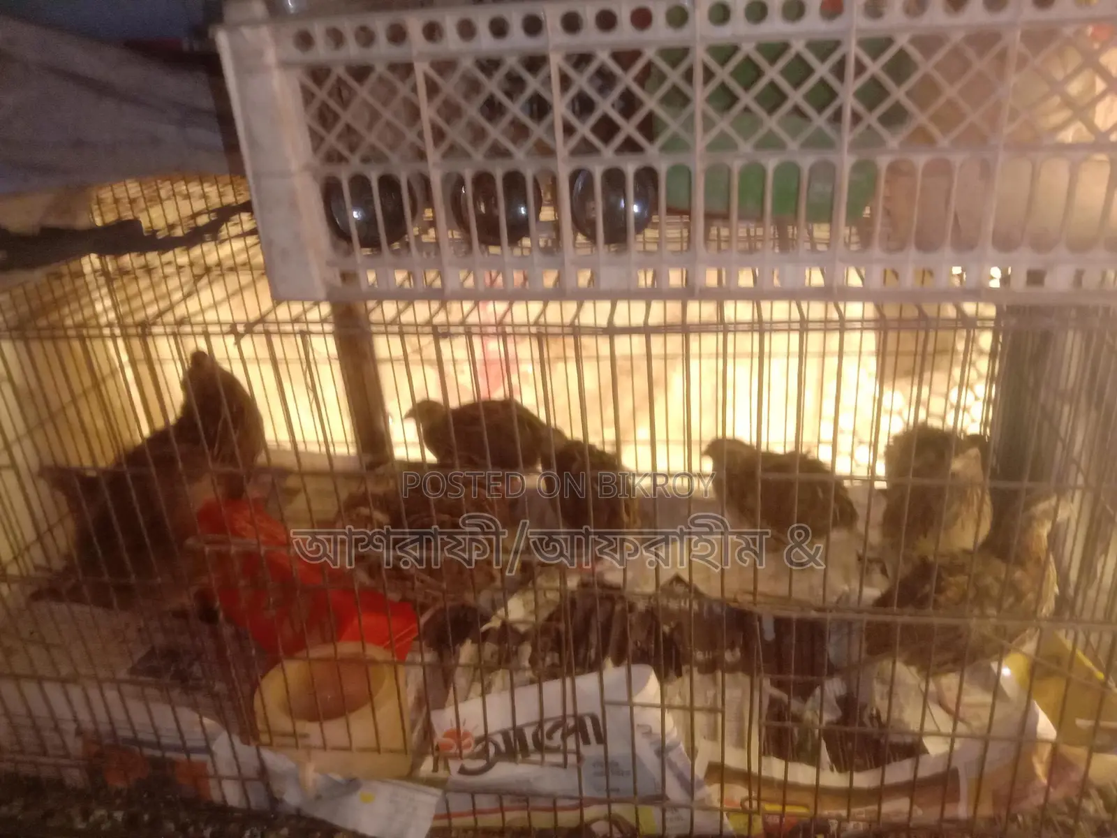 0/45 Day Old Quail Chicks for Sale