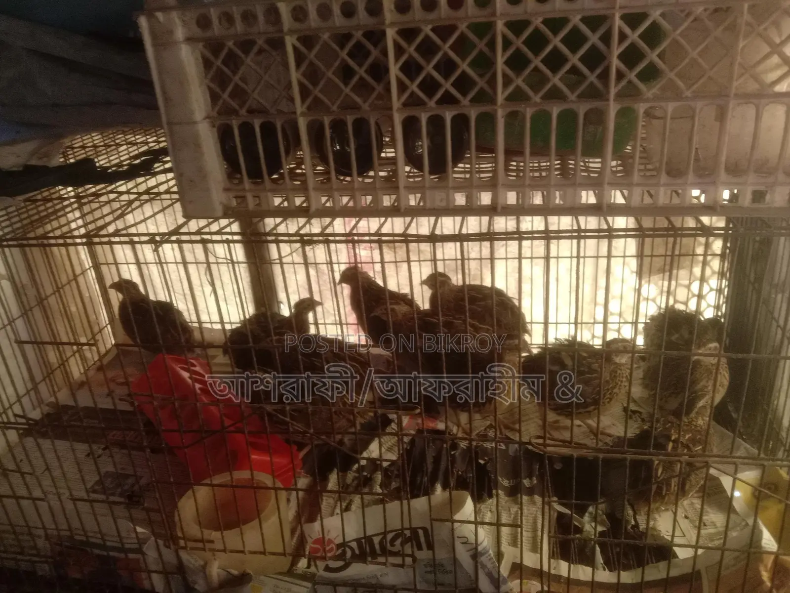 0/45 Day Old Quail Chicks for Sale