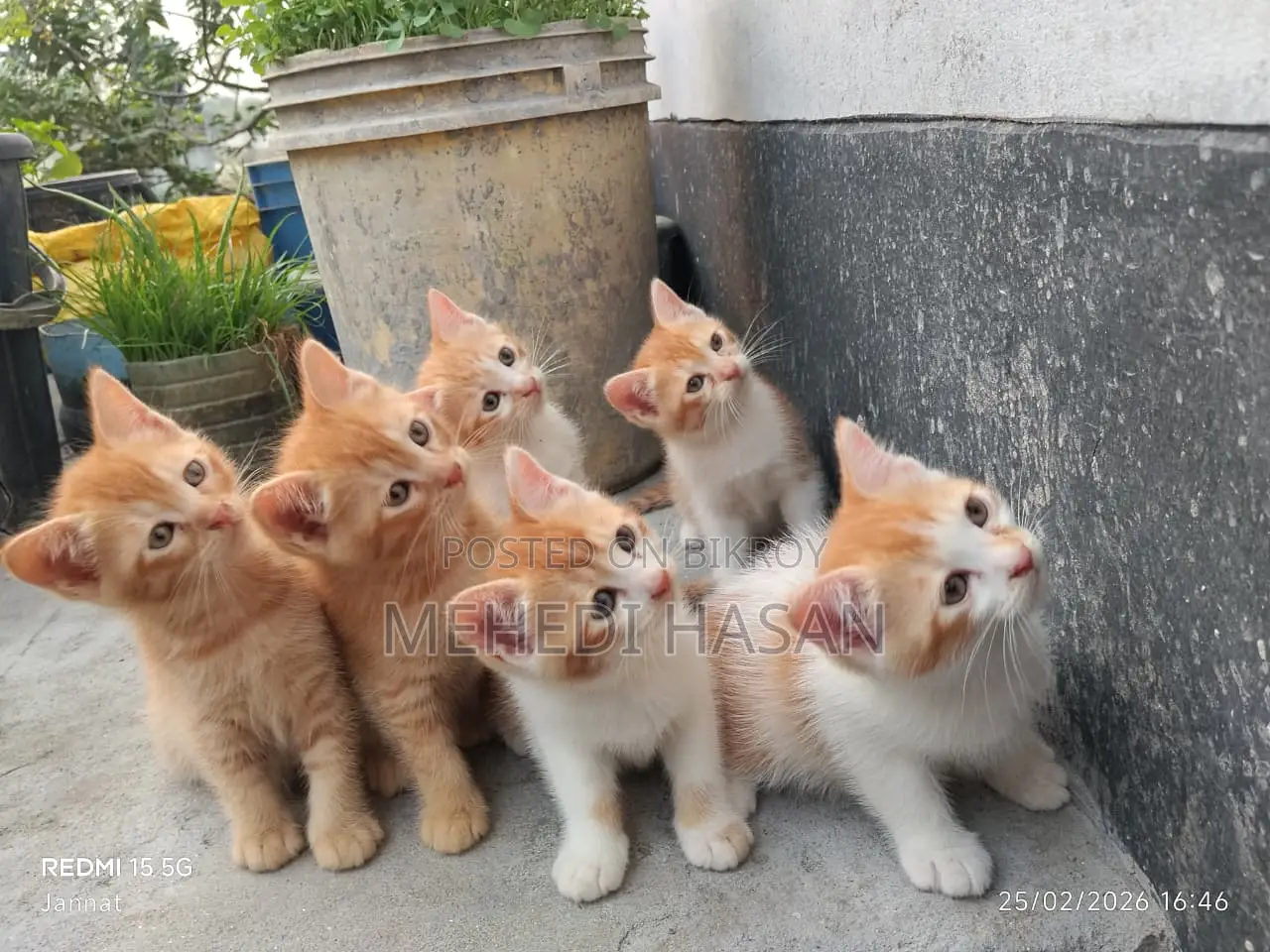 পার্সিয়ান মিক্সড বিড়াল