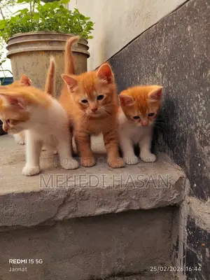 পার্সিয়ান মিক্সড বিড়াল