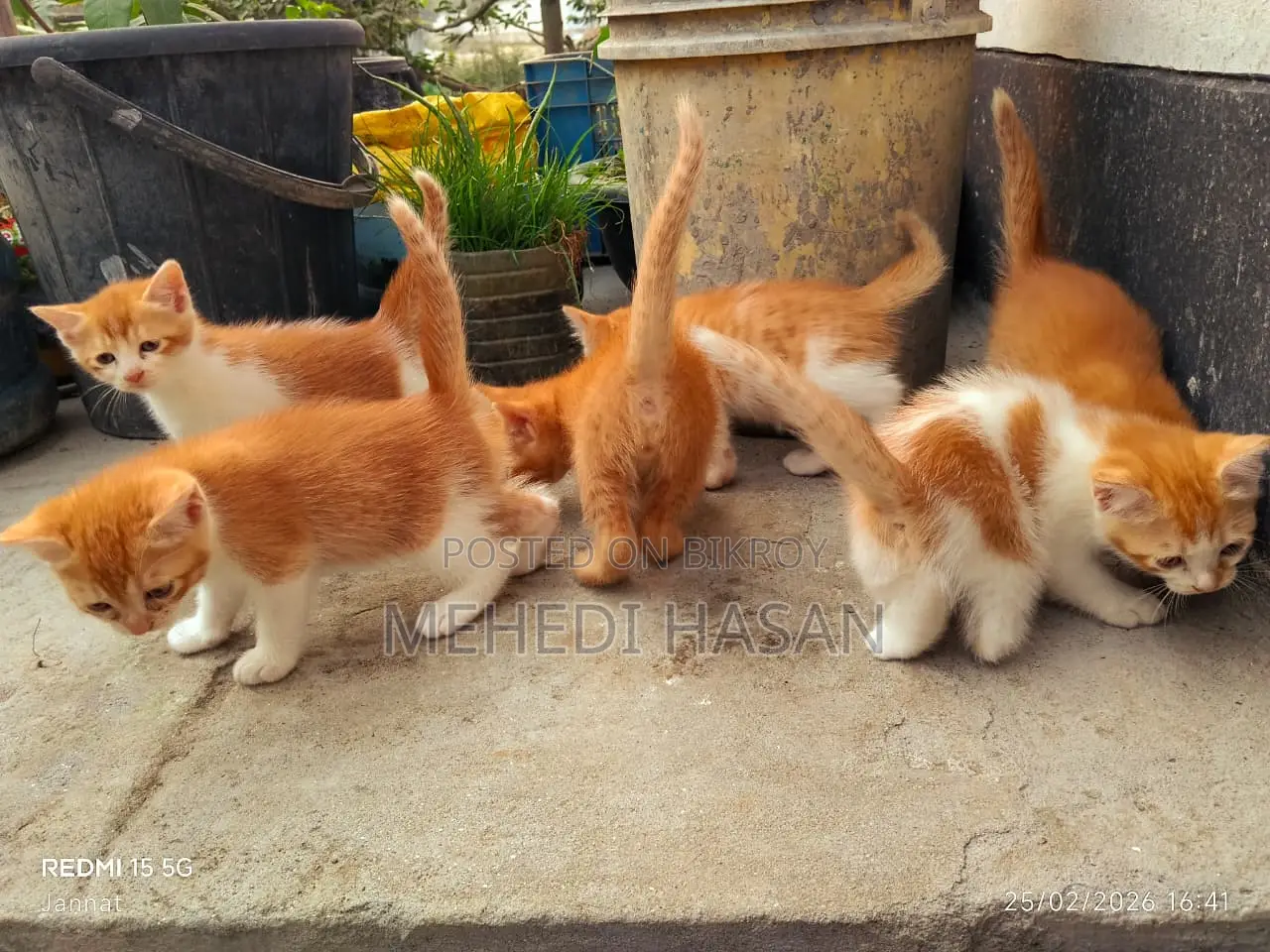 পার্সিয়ান মিক্সড বিড়াল