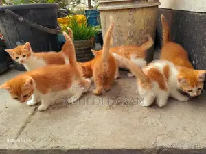 পার্সিয়ান মিক্সড বিড়াল