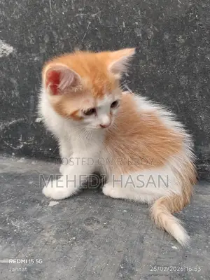 পার্সিয়ান মিক্সড বিড়াল