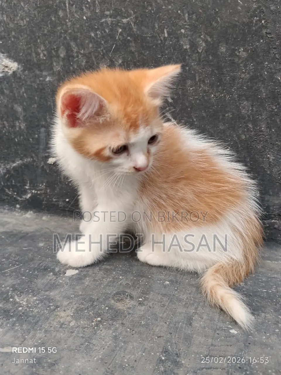 পার্সিয়ান মিক্সড বিড়াল