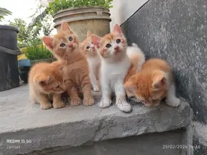 পার্সিয়ান মিক্সড বিড়াল