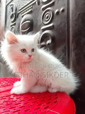 Pure Persian M/f