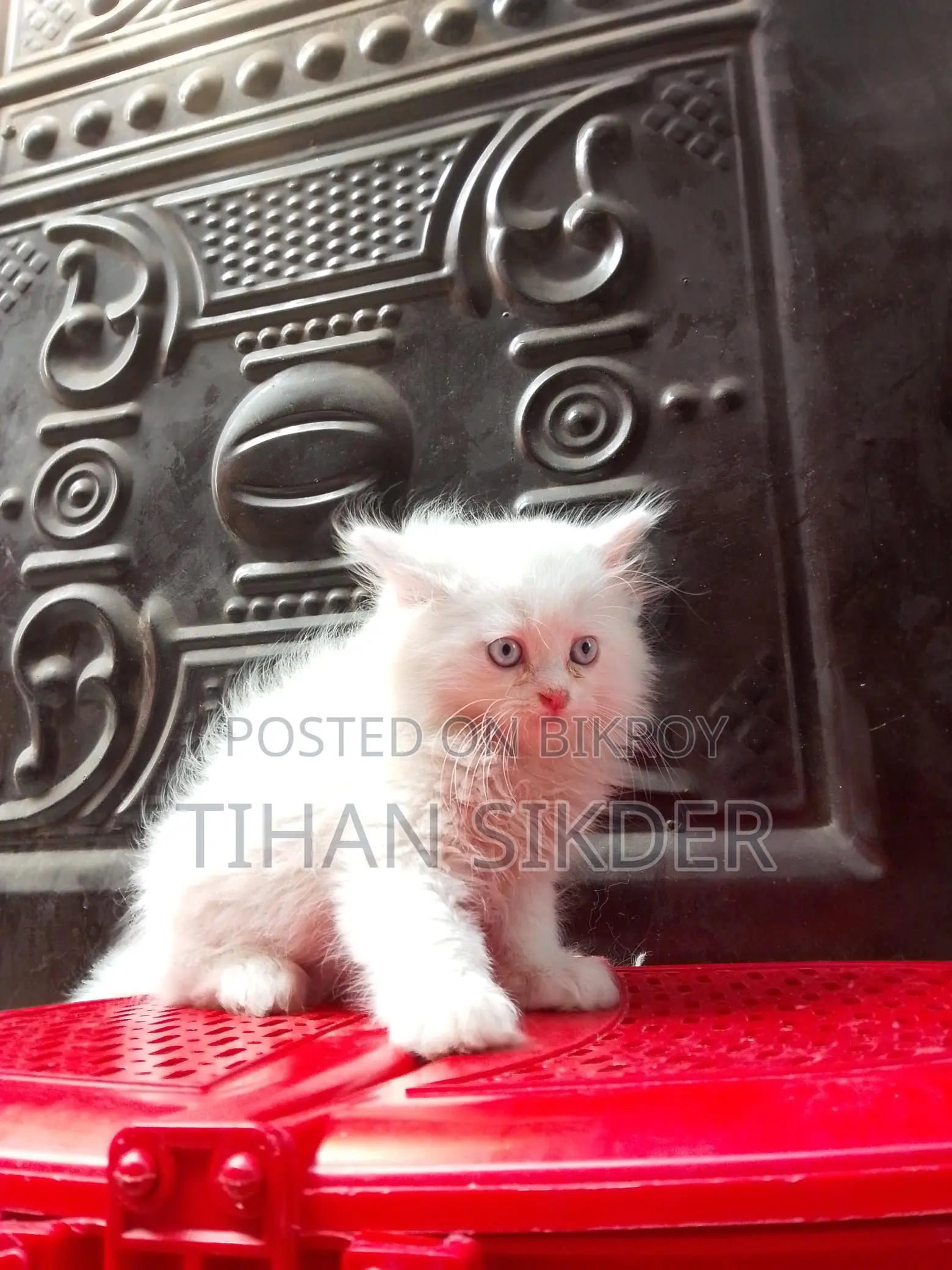 Pure Persian M/f