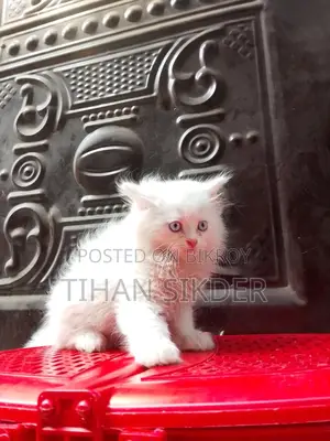 Pure Persian M/f