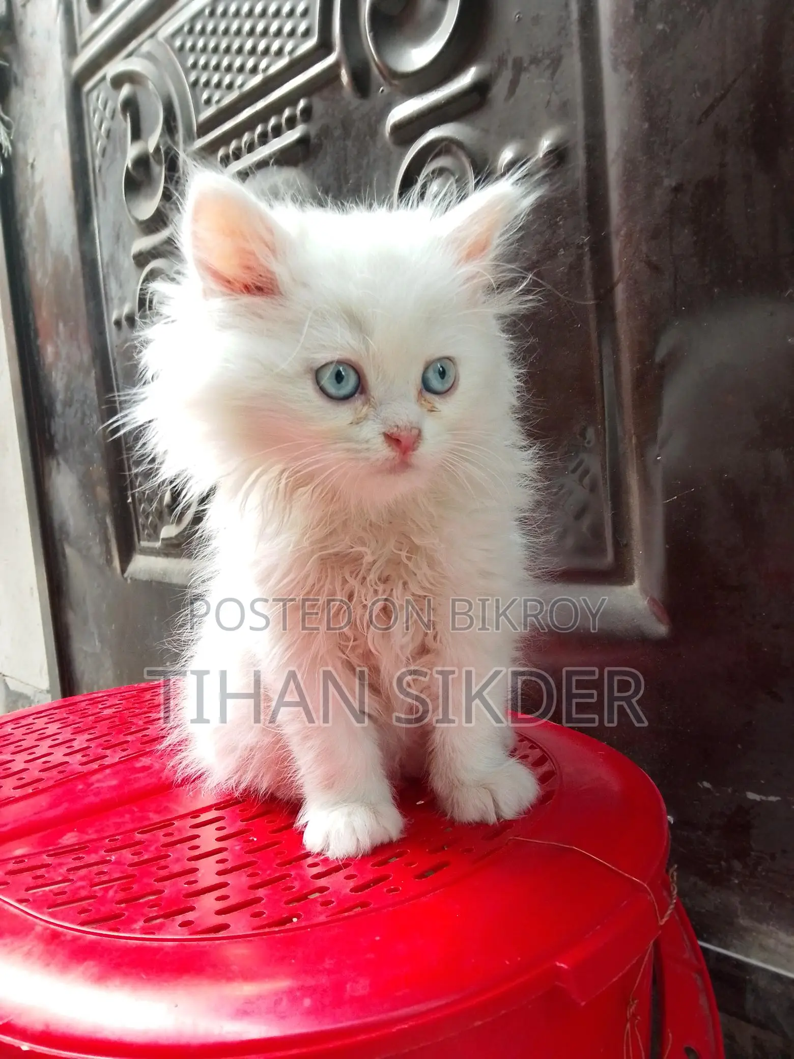 Pure Persian M/f