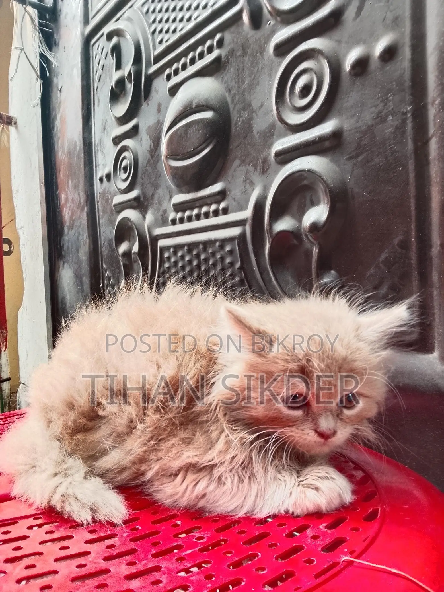 Pure Persian M/f